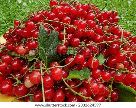 The close-up captures the beauty of the glossy redcurrants, creating a visually stunning backdrop for design purposes. Plump and shiny bright crimson berries come together to form captivating texture