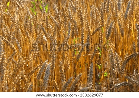 Golden, ripe wheat, rye field. image of a yellow ear of corn waiting to be picked. Red poppies and blue cornflowers bloom between the ears of corn. Selective focus, blur. The concept of a good harvest