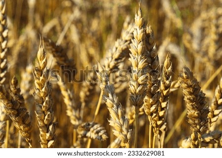 Golden, ripe wheat, rye field. image of a yellow ear of corn waiting to be picked. Red poppies and blue cornflowers bloom between the ears of corn. Selective focus, blur. The concept of a good harvest