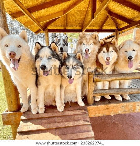 Picture of cute siberian huskies at hotel and daycare dog house pack playing having fun posing in the countryside

