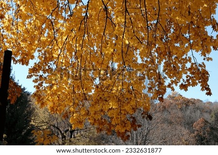autumn golden fall leaves on trees