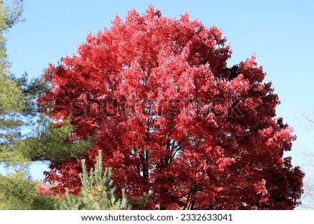 autumn red fall leaves on trees Royalty-Free Stock Photo #2332633041