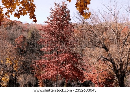 autumn red fall leaves on trees Royalty-Free Stock Photo #2332633043