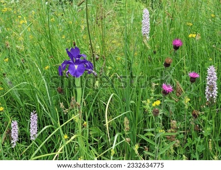 Purple Iris among orchids and clover blooms, Derbyshire England
