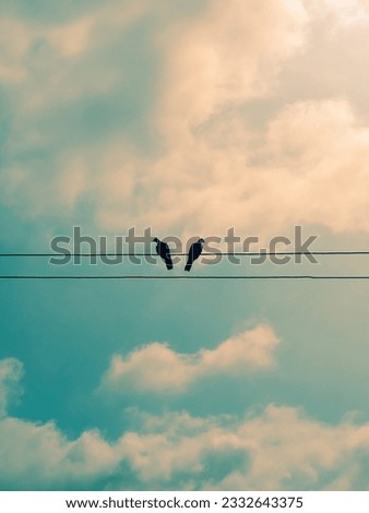 Against a canvas of radiant blue sky, two magnificent birds take flight, gracefully gliding through the air with a sense of harmonious freedom. Royalty-Free Stock Photo #2332643375