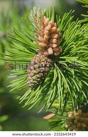 Pinus mugo -  Female cone and male cones of mountain pine Royalty-Free Stock Photo #2332643419