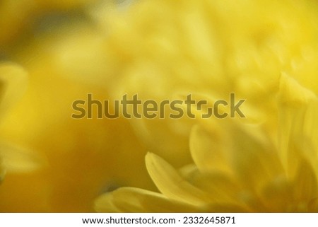 Close-up of chrysanthemum flowers in daylight.