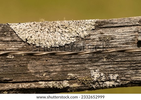 close up of lichen growth on an old section of outdoor wooden stock fense that is dry rotted, splintering and growing lichen a fungus algae symbiote