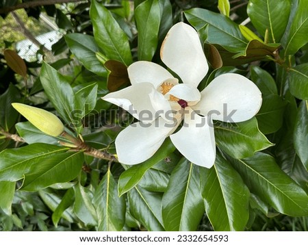Blooming Magnolia Grandiflora close-up. This plant has fragrant flowers. Leaves and petals are edible. Blooms in July-August