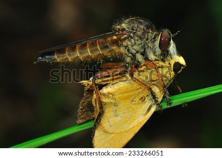 robber-fly with prey