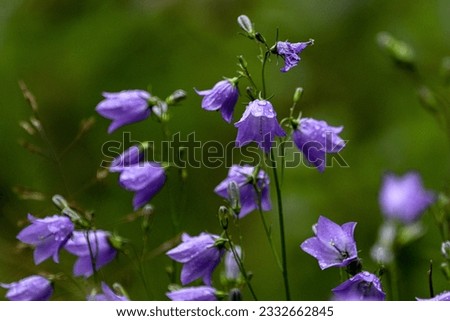 A close up picture of blue Bell flowers, Campanula rotundifolia, with rain drops in a green background.