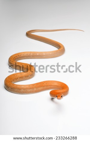 Ahaetulla Snake  isolated on white background 