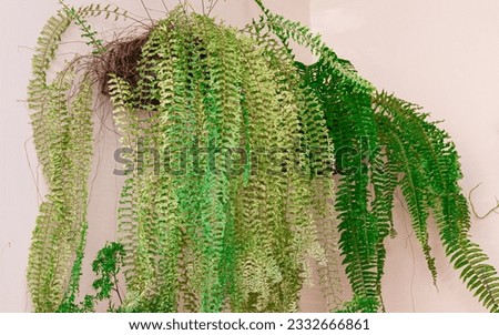 Ferns, or ferns, are vascular plants that are members of the pteridophyte taxon (which no longer have taxonomic validity and are only used as an informal name). They have vascular tissues (xylem and p Royalty-Free Stock Photo #2332666861