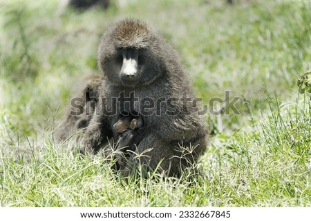                            Olive baboon holding cute baby baboon    