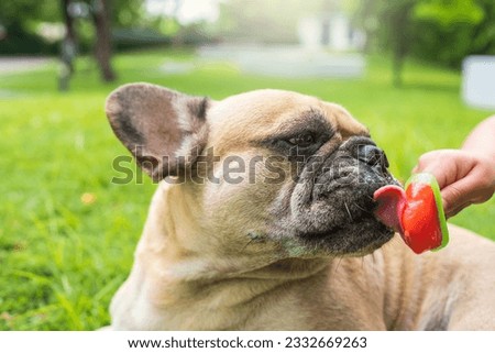 Dog enjoy popsicle on grass field.