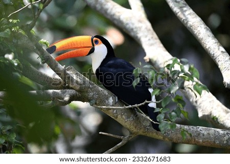 Close up of Toco toucan in the park, selective focus. 