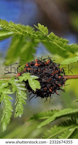 Young bedbug nymphs.Spartocera sp. (Coreidae: Coreinae: Spartocerini). Bahia - Brazil.