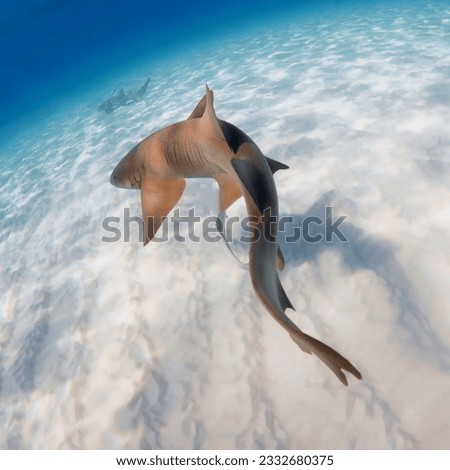 Magnificent black-finned reef shark swimming peacefully near the sandy bottom close-up