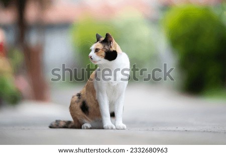 Cute cat sitting on the floor in the garden, stock photo