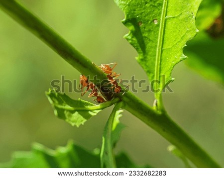 Red fire ants or worker ants finding food on a stem of a green plant