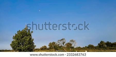 Sky between trees, Branches full with green leaves with blue sky background. Leaf with blue sky space background concept