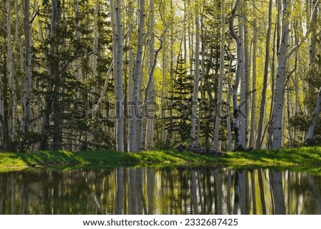 Beautiful green and yellow aspen forest reflecting off a spring snow melt pond in the Coconino National Forest outside of Flagstaff, Arizona  Royalty-Free Stock Photo #2332687425