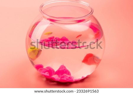 Small fishes swim in aquarium ball perspective view on pink background