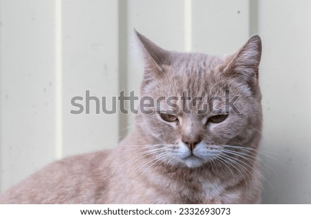 red cat in the garden with a displeased muzzle