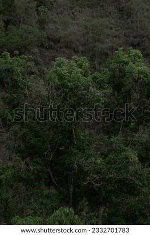 Tropical forest in Bali, landscape with trees.