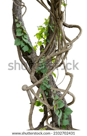 Forest tree trunks with climbing vines twisted liana plant and green leaves  isolated on white background, clipping path included. Royalty-Free Stock Photo #2332702431