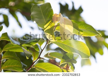 Trees under the warm evening sun Royalty-Free Stock Photo #2332702813