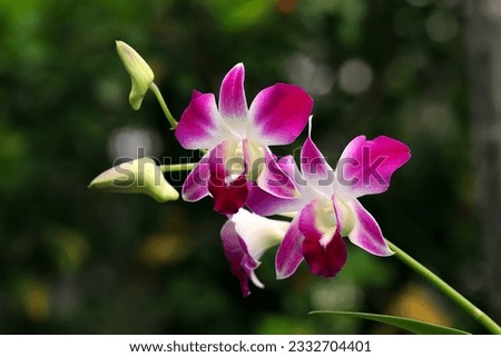 Close up image of blooming purple orchid flowers and buds with blurry green and bokeh background
