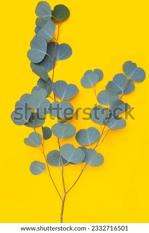 Green leaves of eucalyptus on yellow background.