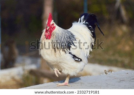 Big white rooster in a farm. English sussex chicken breed. Domestic birds farming. Royalty-Free Stock Photo #2332719181