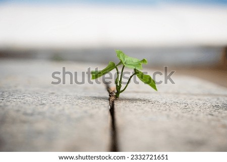 When a new start-up business develops and fights for strength, a new life, or a seeding business idea. The growth of seedlings sprouts from the crevices of the rocks. Royalty-Free Stock Photo #2332721651