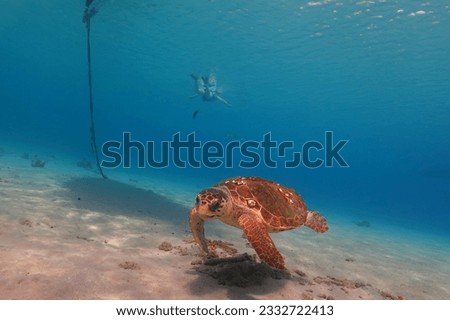 Big loggerhead swimming sea turtle (Caretta caretta) and snorkeling tourist. Tropical blue ocean, marine animal and swimmer. Snorkeler observing turtles, underwater photography. Aquatic life picture.