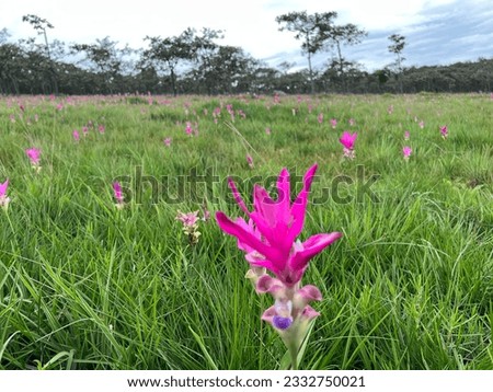 Pink flowers stand out against green leaves in a field.