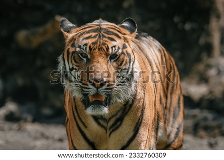 Wild adult tiger in its natural