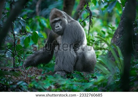 Adult male gorilla in the jungle, captured in its natural Royalty-Free Stock Photo #2332760685