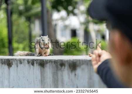 cute squirrel looking for nut on branch of tree in natural park of tropical country, Thailand, on sunlight, animal, garden, wildlife, chipmunk