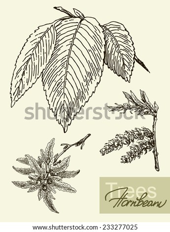 Vintage graphic vector image of leaves, flowers and fruits of hornbeam.
