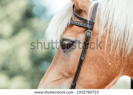 Young Haflinger mare, best friend Royalty-Free Stock Photo #2332780723