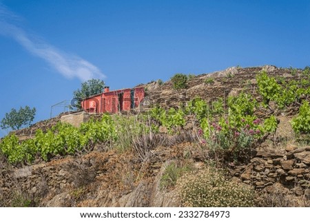 Terraced agriculture. Mediterranean agriculture. Collioure vineyard. Languedoc Roussillon vineyards. Orange cottage in the vineyards. 