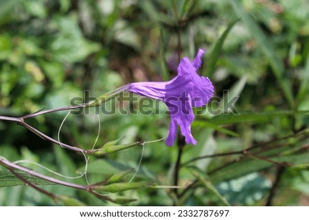 Purple Kencana (Ruellia simplex) is a purple, pink or blue (some are white) flowering plant from the Acanthaceae family.