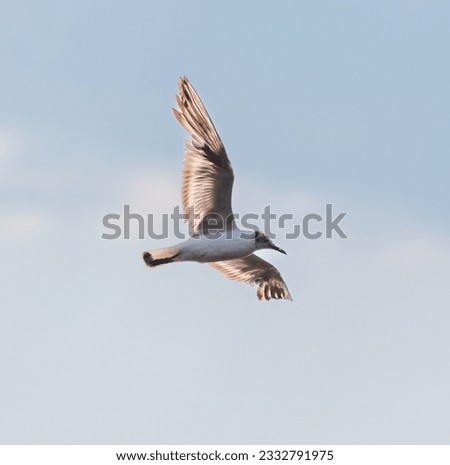 Seagull in flight against the sky.