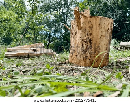 a wooden log in the forest on a sunny day. green stamp in the forest. a closeup shot of a pile of firelogs. wooden fence in the park