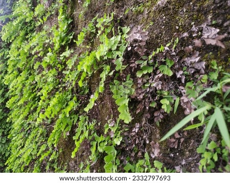 Close-up of maidenhair fern on the wall, Green leaves of Tropical Black stem Maidenhair fern. 