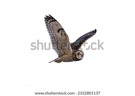 Flying Owl isolated on white background 