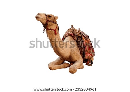 Photograph of brown camel isolated on white  Royalty-Free Stock Photo #2332804961