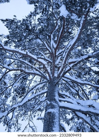 vertical snow build up on a tree branch Royalty-Free Stock Photo #2332809493